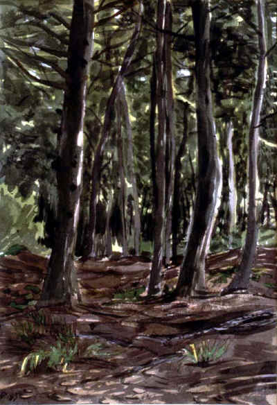 pines_wtrclr_83.jpg (129403 bytes)